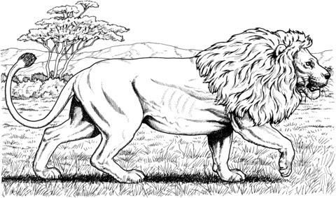 Walking African Lion Coloring Page